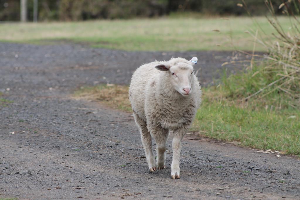 Bimbadeen Phillip Island Farm Retreats Ventnor Exterior foto
